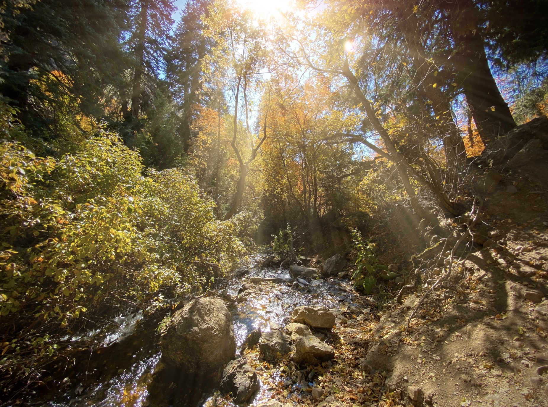 Green Grass, Running Water Stream of Consciousness