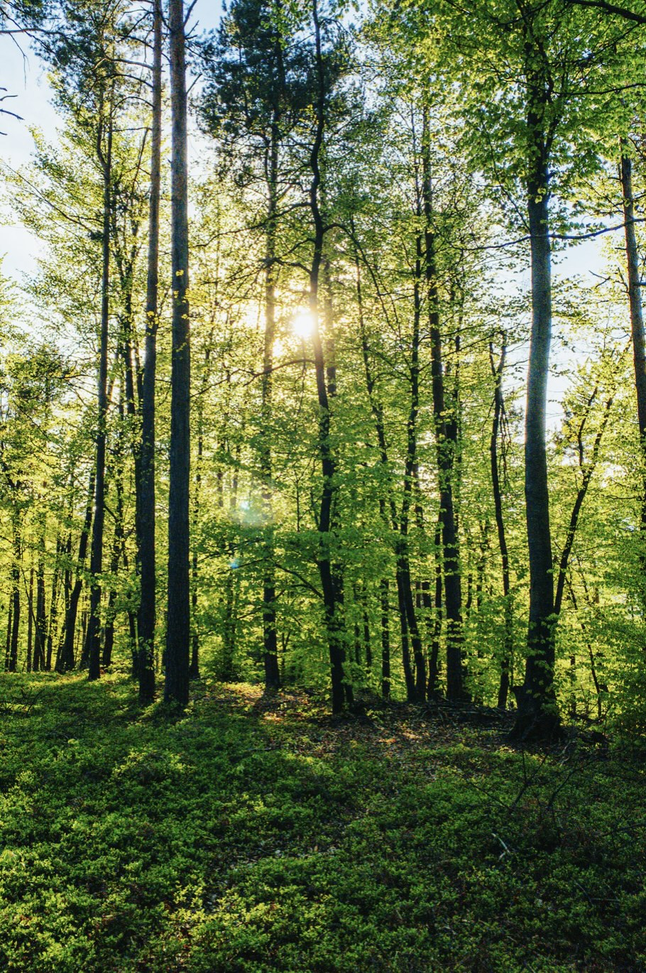 Les arbres du Nouveau-Brunswick