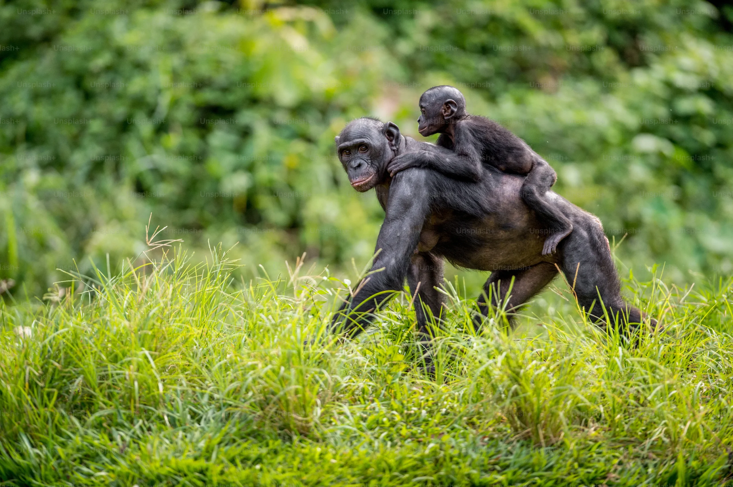 Short Essay: Are Religion and Morality Mutually Inclusive?
