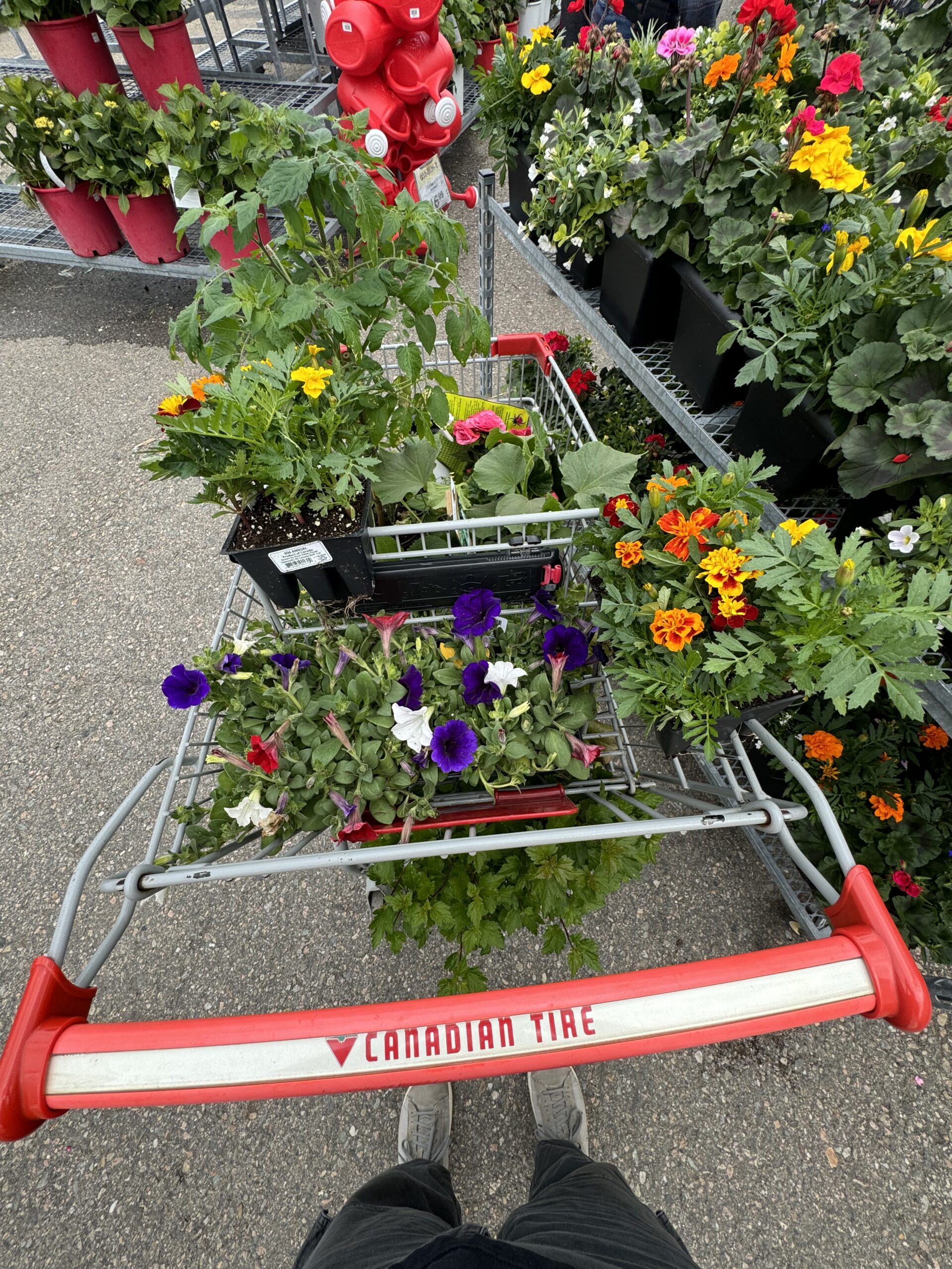 Bathurst, NB